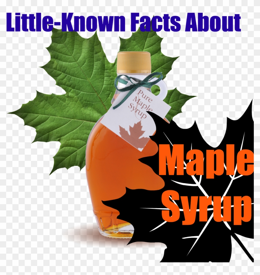 Facts About Maple Syrup - Facts About Maple Syrup #1333702