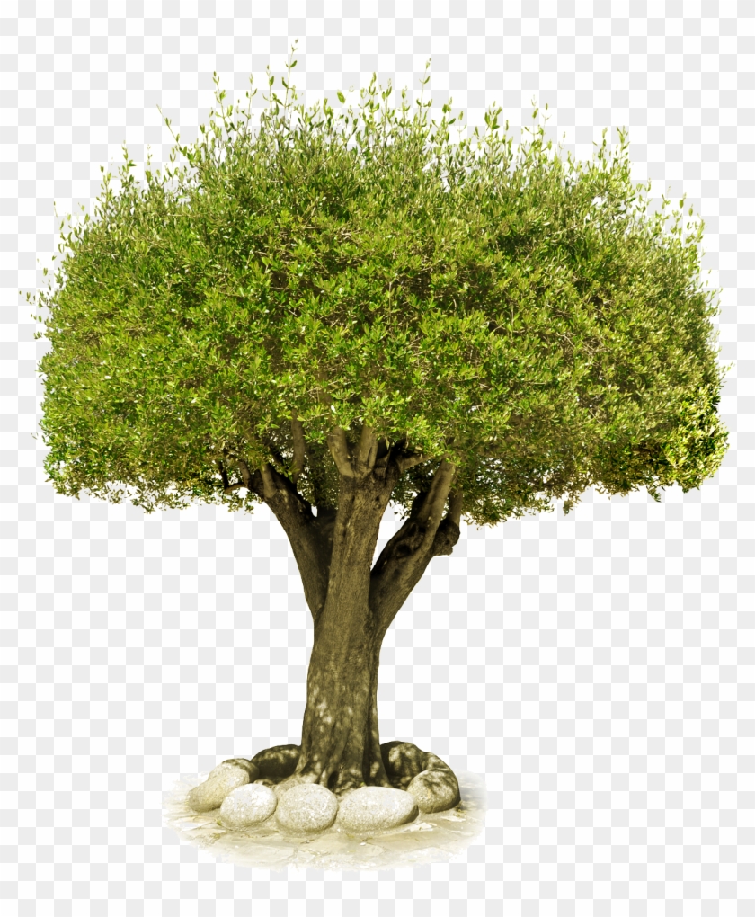 Tree Png Image, Free Download, Picture - Château De Saumur #1333715