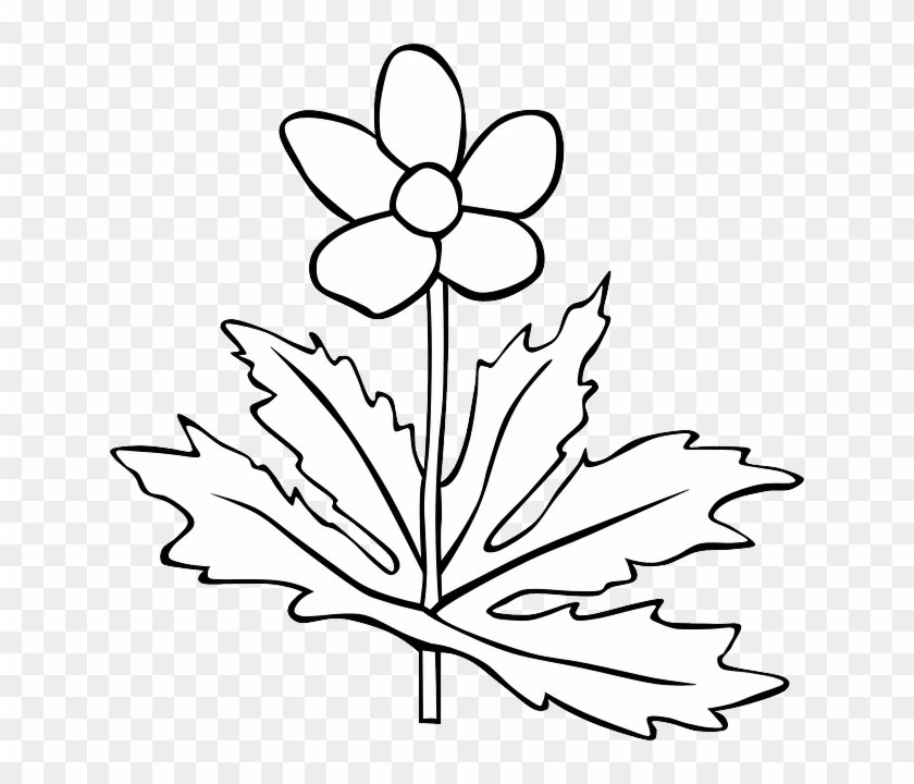 Outline, Plants, Flower, Flowers, Anemone, Plant - Plants Clipart Black And White #1333811