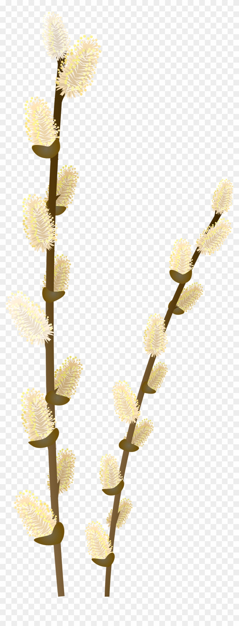 Willow Tree Branch Transparent Png Clip Art Image - Willow #1333877