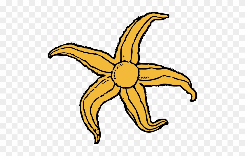 Starfish - Starfish Clip Art #1333960