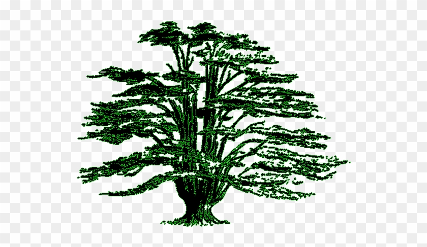 Lebanon Cedar Tree Clipart - Cedar Tree Drawing #1334302