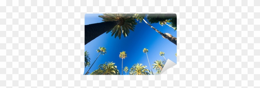 California Palm Trees #1334474