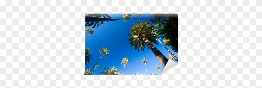 California Palm Trees #1334477