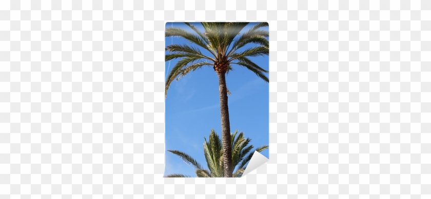 Palma De Mallorca - Date Palm #1334481