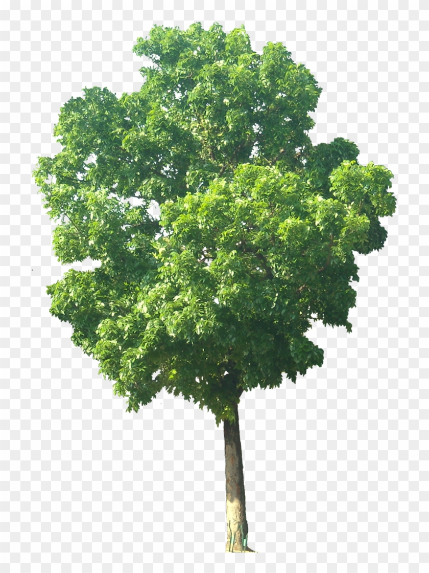 Mahohani04l 717×1,050 Pixels - Mahogany Tree #1334503