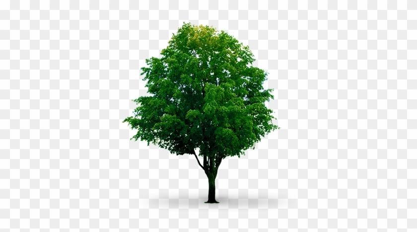 Download Pacote Com Arvores - Tree On White Background #1334505