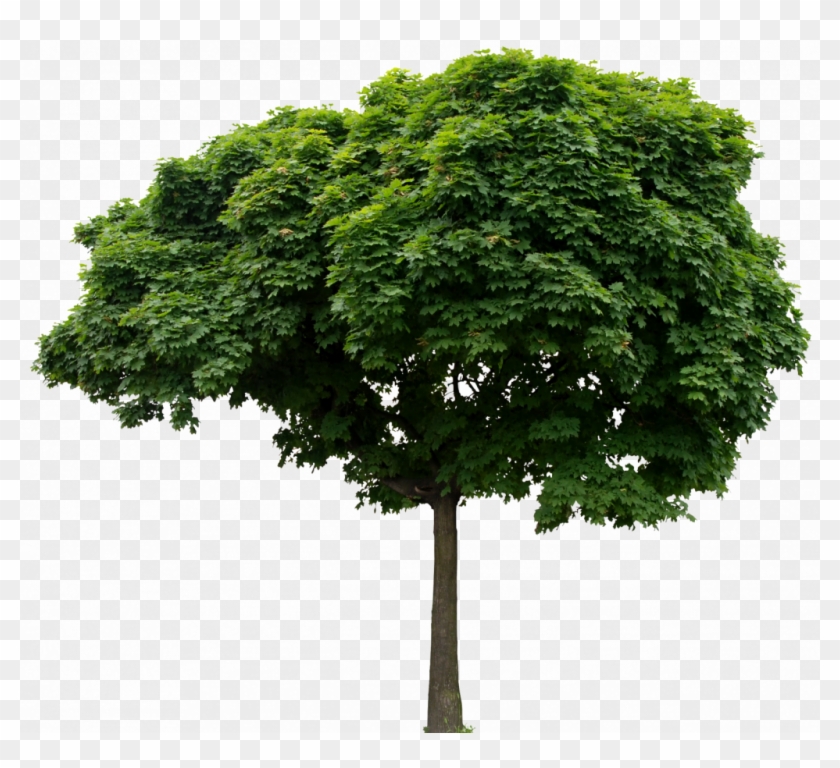 Enviar Por E-mailblogthis Compartilhar No Twittercompartilhar - Trees For Photoshop Transparent Background #1334511
