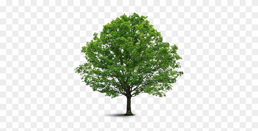Arvore - Tree Vector #1334512