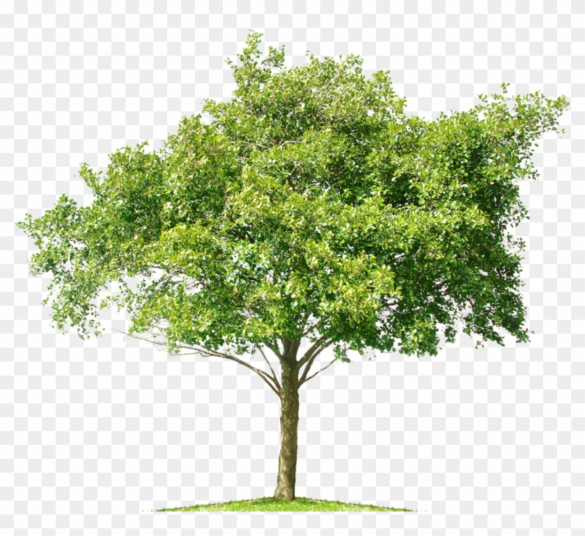 Tree Mangifera Indica Mango Bonsai - Tree White Background Png #1334526