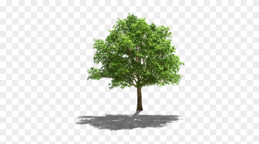 Comunidade Fase1 Arvore2 - Oak Tree #1334532