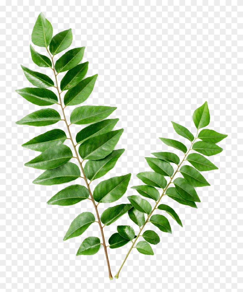 Uses Of Curry Leaves #1334545