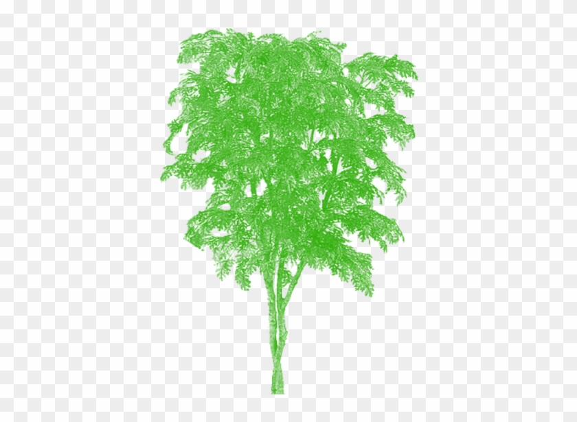 Cartoon Clipart Vector Árvore Png Livre Png E Psd - Tree #1334550
