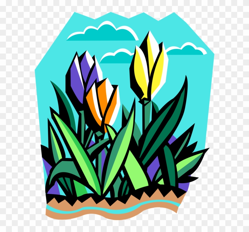 Vector Illustration Of Tulip Bulbous Plants Blooming - Vector Illustration Of Tulip Bulbous Plants Blooming #1334555