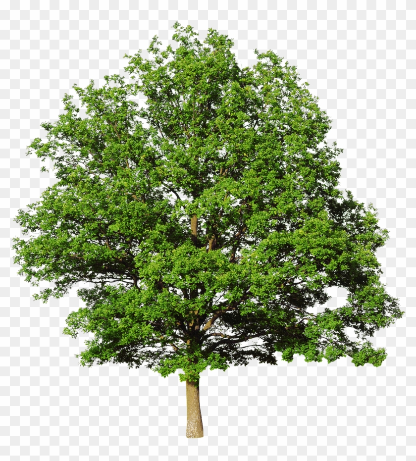 Blog Do Cara Legal &193rvores Png - Oak Tree White Background #1334565