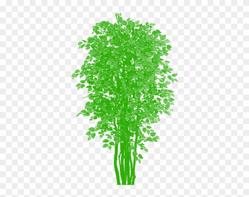 Tree Vector Clipart De Bambu Livre Png E Psd - Nearly Natural 5021 Bougainvillea Silk Tree Beauty, #1334572