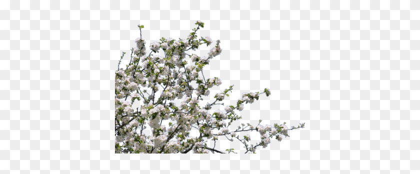 Tree No Leaves Transpa Png Stickpng - Spring Trees Png #1334594