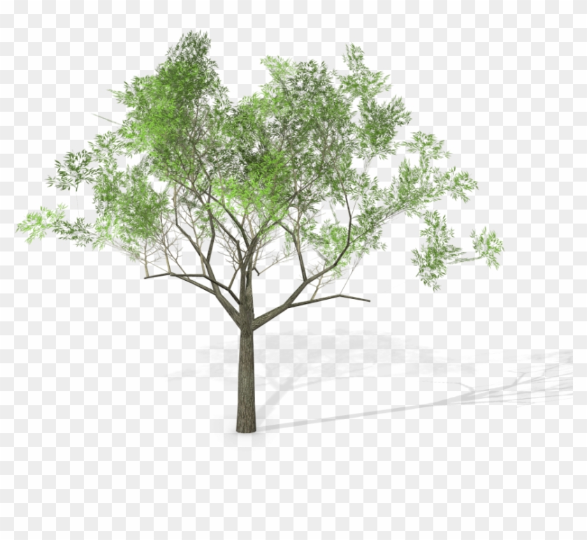 17 Eucalyptus Crebra Tree Royalty-free 3d Model - Eucalyptus Crebra #1334598