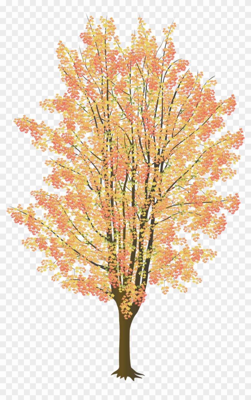 Maple Tree No Leaves Download - River Birch #1334601