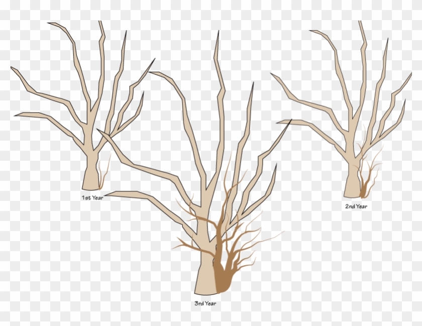 Crabapple Pruning- Sucker Growth 1st 3 Years - Mexican Pinyon #1334604