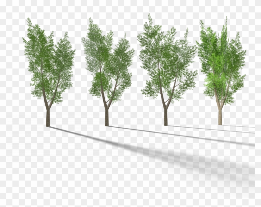 4 Eucalyptus Tree 3 Royalty-free 3d Model - Eucalyptus Tree #1334611