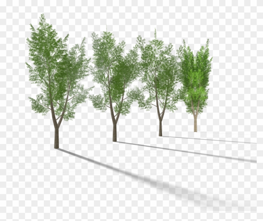 5 Eucalyptus Tree 3 Royalty-free 3d Model - Royalty-free #1334614