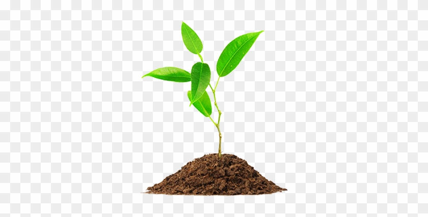 Plantamos Sementes, Plantamos Conhecimento E Plantamos - Plant Young #1334630