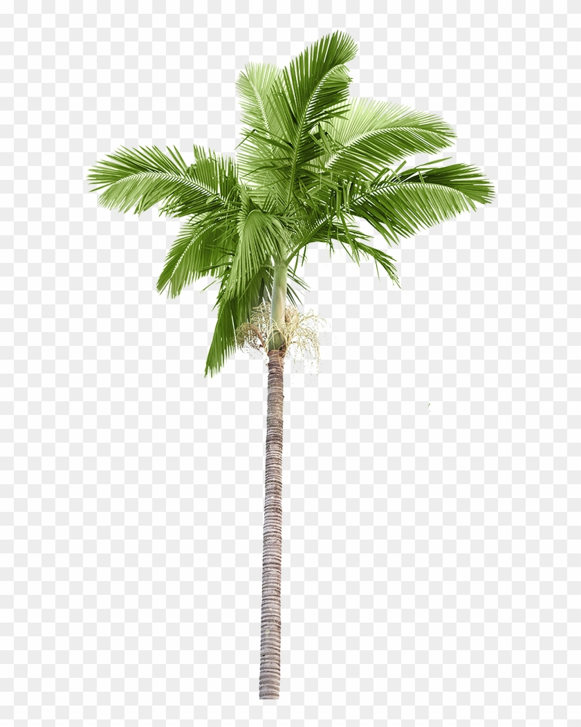 Layout Page Palmtree - Poster: Rodho's Plam Trees Isolated On White Background, #1334745