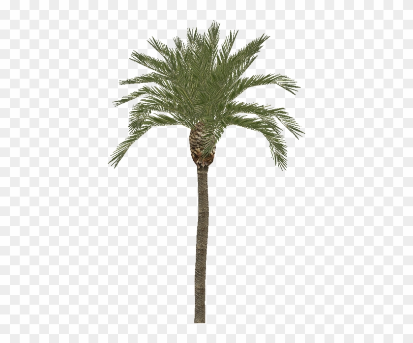 Palm - Palmier Coco #1334746