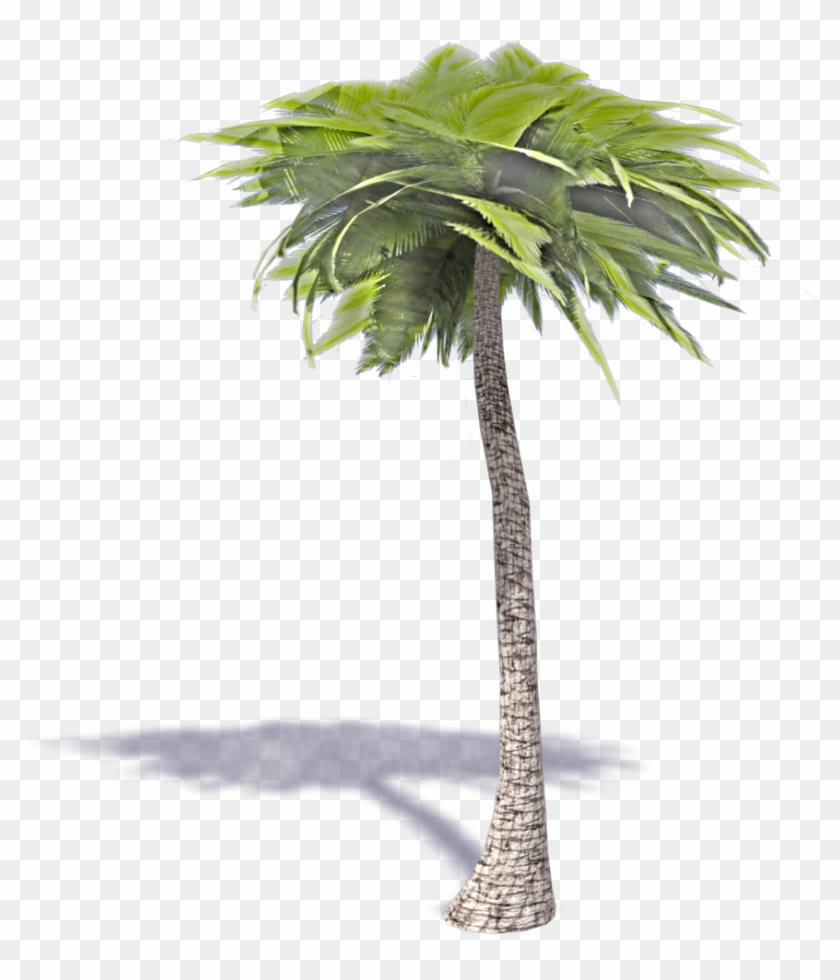 Palmera Axonometrica #1334753
