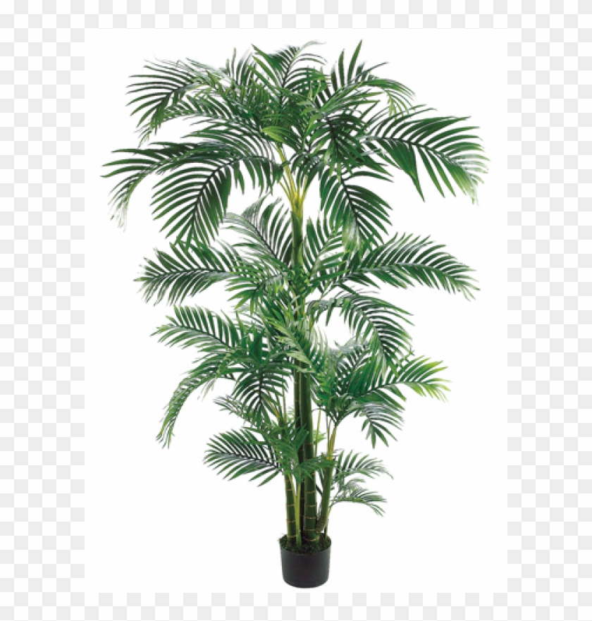 7' Tropical Kentia Palm Tree In Plastic Pot Green - Silk Plants Direct Kentia Palm Tree - Green - Pack #1334755