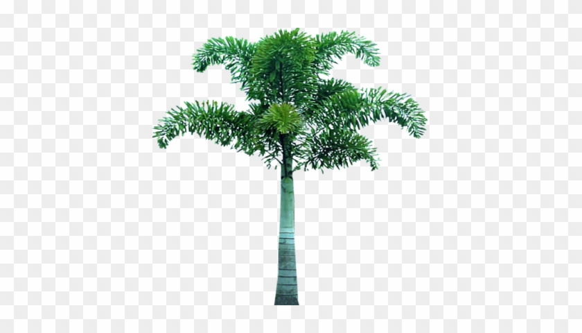 Palm Tree Two - Tree Png For Picsart #1334757