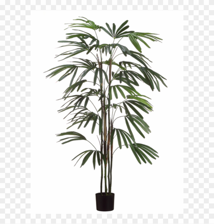 5' Rhapis Palm Tree X5 W/222 Leaves In Black Plastic - Silk Decor 5' Rhapis Palm Tree X5 W/222 Leaves In Black #1334768