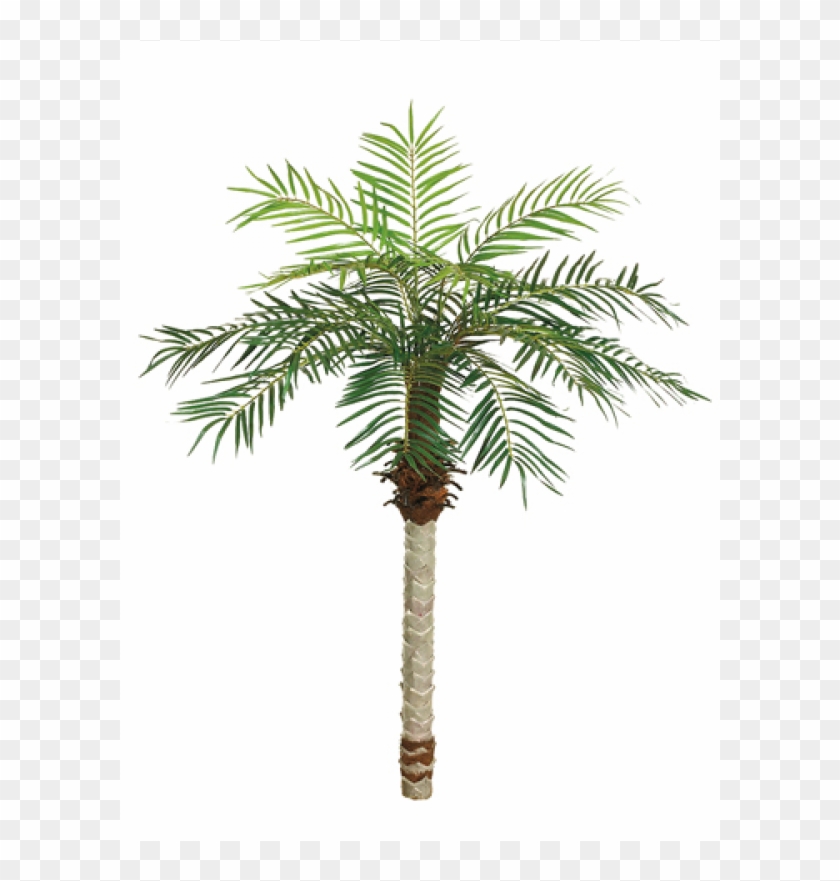 5' Date Palm Tree X15 W/525 Leaves - One 5 Foot Artificial Phoenix Palm Tree Potted With #1334769
