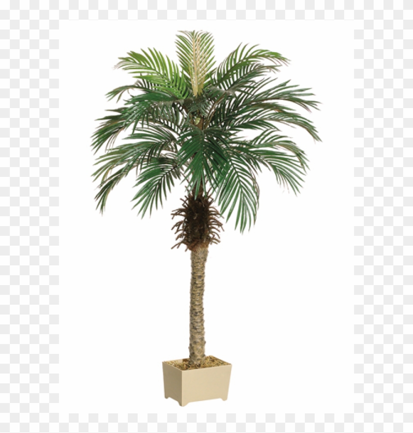 5' Phoenix Palm Tree In Rectangular Plastic Pot - Allstate Pack Of 2 Potted Artificial Silk Phoenix Palm #1334770