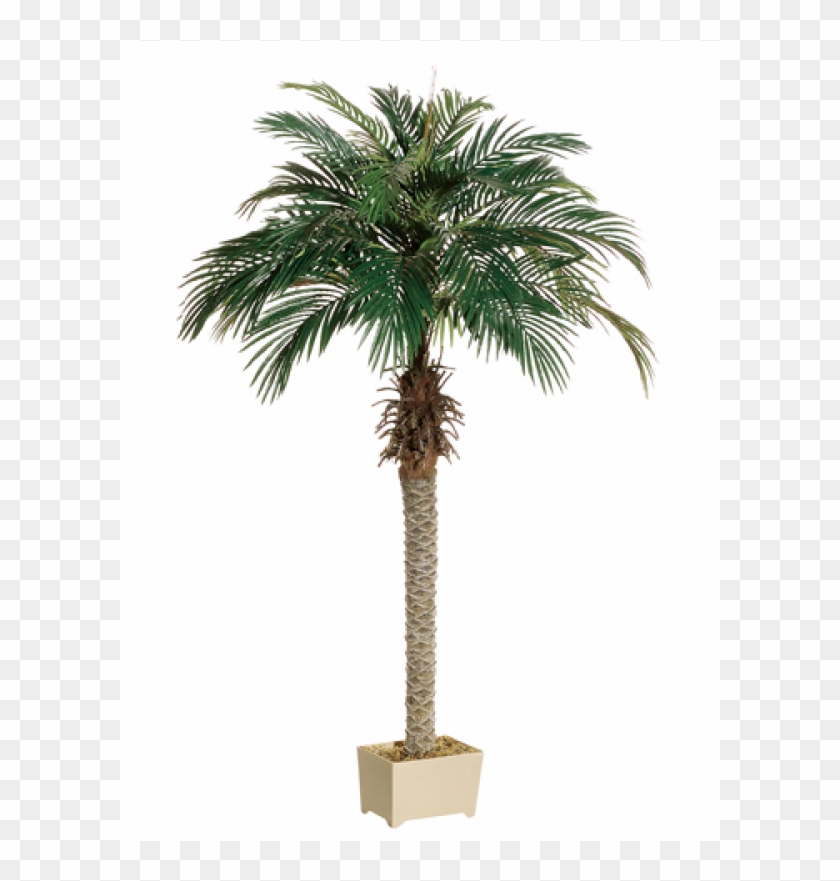 6' Phoenix Palm Tree In Rectangular Plastic Pot - Plastic Palmtree #1334772