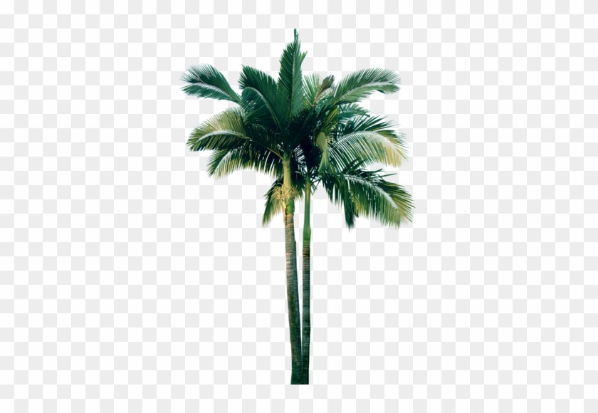 Palm - Transparent Palm Tree #1334773