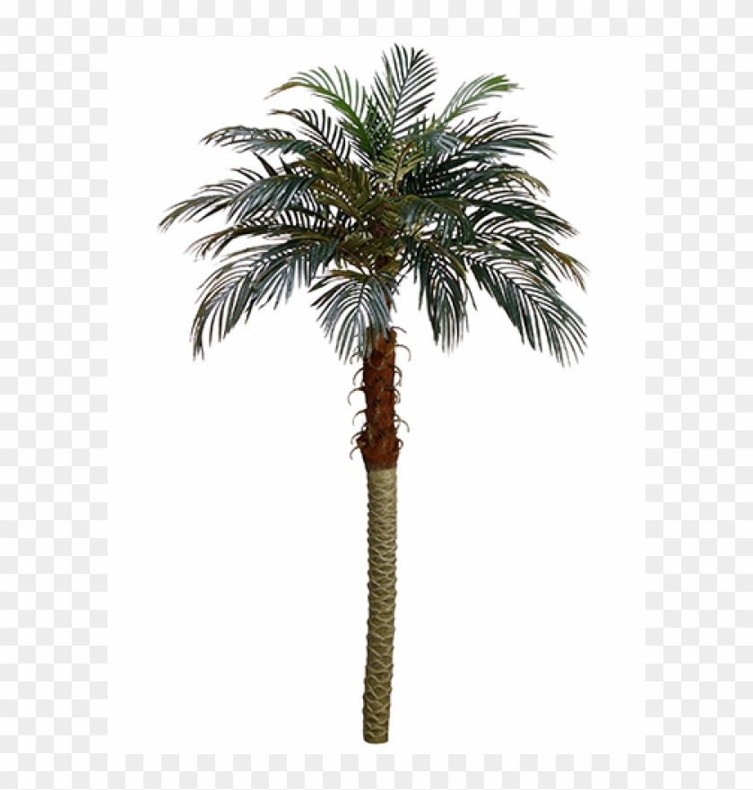 6' Phoenix Palm Tree - Attalea Speciosa #1334774