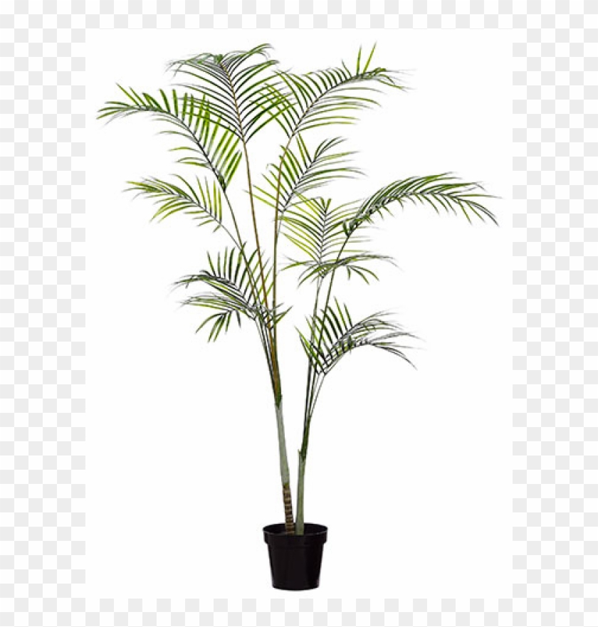 85" Pe Areca Palm Double Trunk Tree In Pot - Attalea Speciosa #1334776