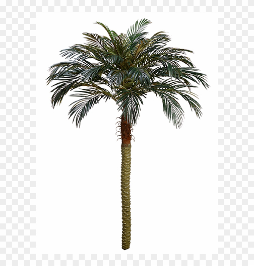 7' Phoenix Palm Tree - Attalea Speciosa #1334777