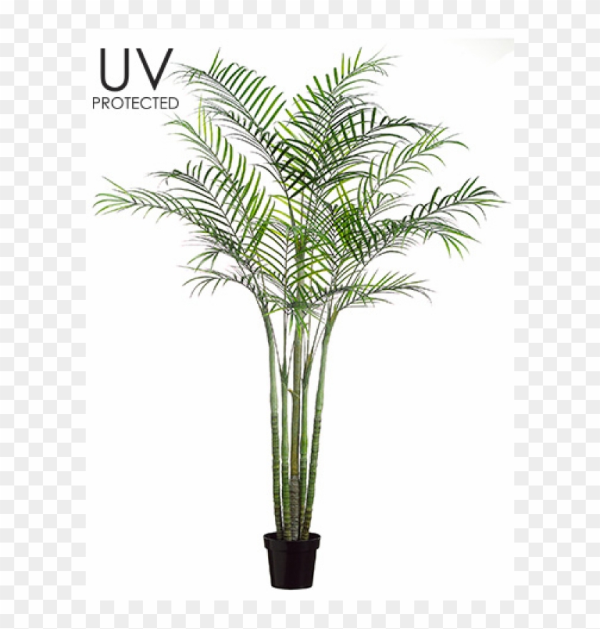 96" Uv Protected Pe Areca Palm Multi Trunk Tree In - Attalea Speciosa #1334781