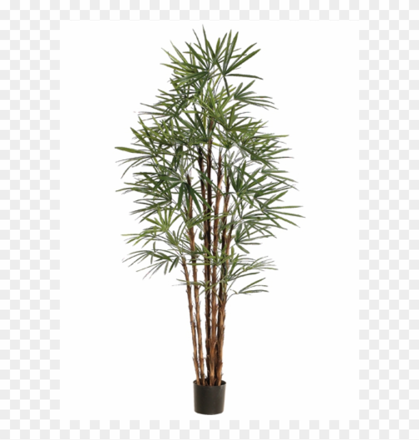 6" Honey Rhapis Palm Tree X10 In Plastic Pot Green - Silk Plants Direct Rhapis Palm Tree - Green - Pack #1334782