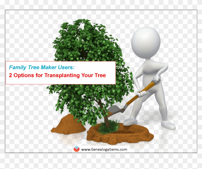 Ftmaker Options Transplant Tree Family Tree Maker Alternatives - Shape #1334964