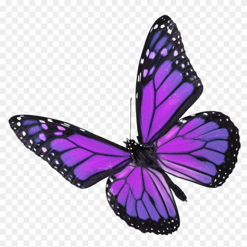 Purple Butterfly - Purple And Blue Butterfly Png #1334981