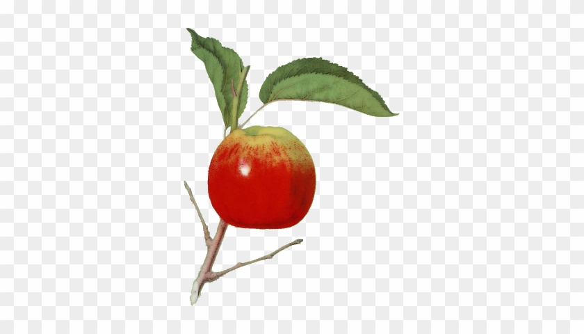 Rose Hip #1335018