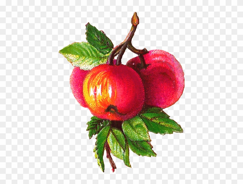 Fruit Clipart Victorian - Victorian Apples #1335020