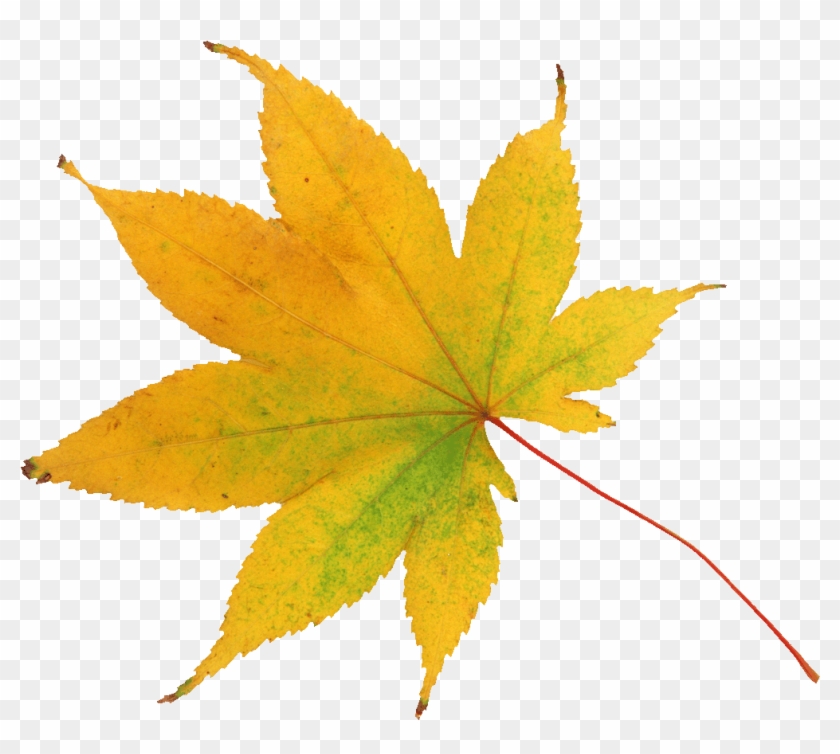 Leaf Abscission Raster Graphics Autumn Clip Art - Добрый Вечер Слова #1335163