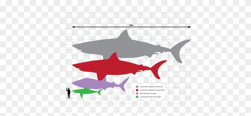Megalodon With The Whale Shark - Whale Shark Size Comparison #1335180