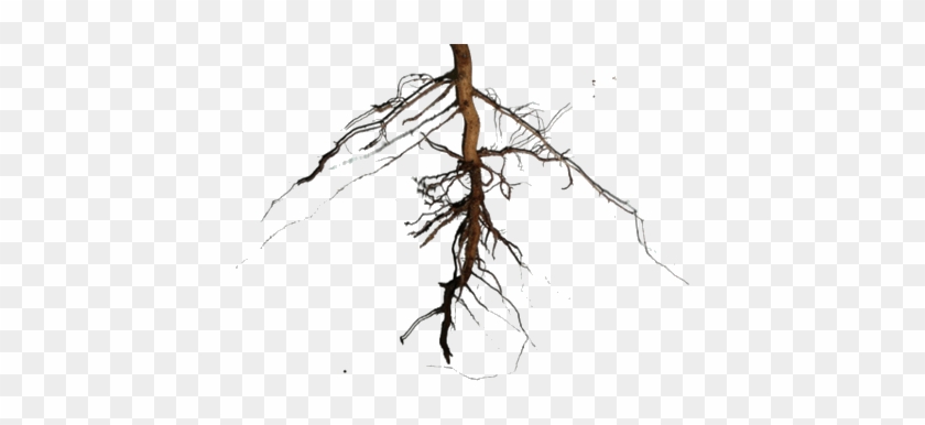 Plant Part Which Attracts Insects And Birds To It Choice - Types Of Roots #1335184
