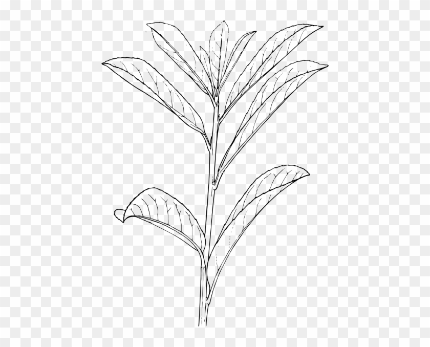 Tree With Roots/white Clip Art At Clker - Outline Of A Plant #1335187